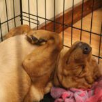 Crate Training a Puppy