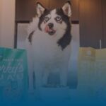 A Pup Above Dog Food