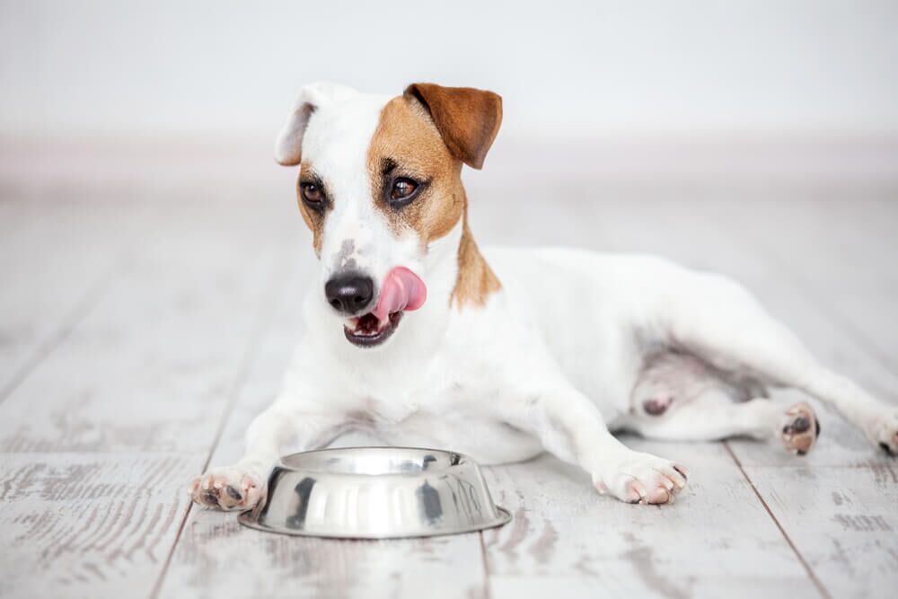 ACompleteGuidetoPetplateProductsReviewsandMore TotalVet Petplate