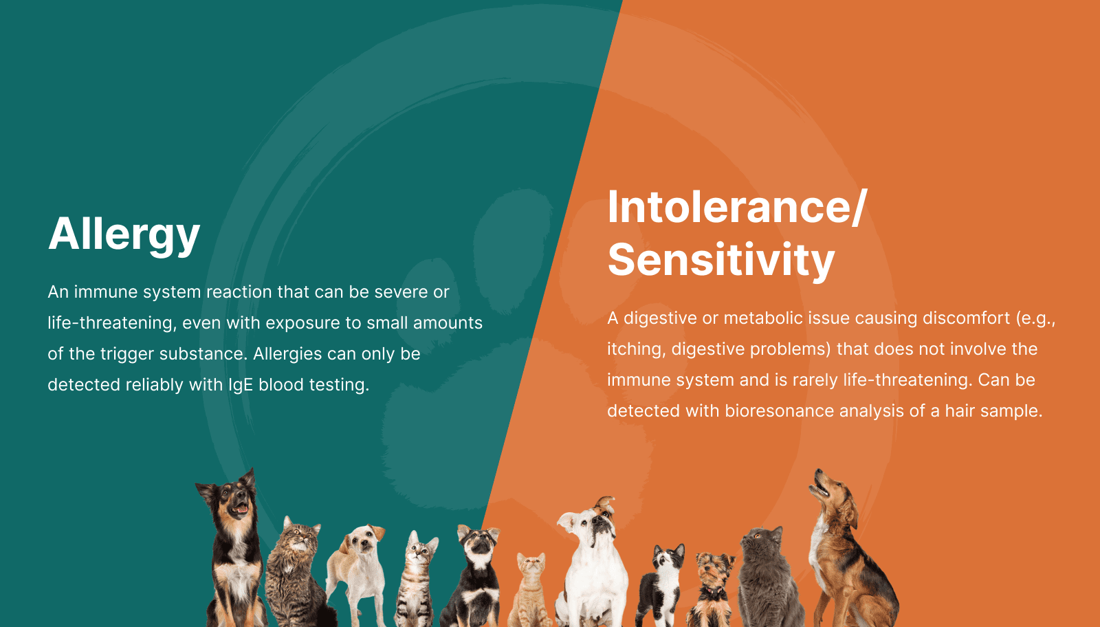 Sensitivities infographic | TotalVet Split teal and orange banner showing Allergy on the left and IntoleranceSensitivity on the right with a row of dogs at the bottom informative hero section