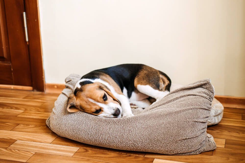 APetOwnersGuidetoBladderCancerinDogsCausesSymptomsandTreatment Total Vet Bladder Cancer in Dogs