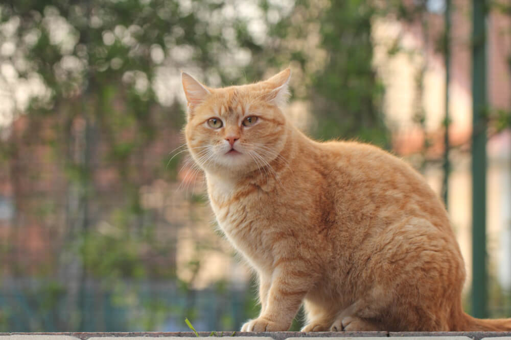EverythingYouNeedtoKnowAboutTheOrivetCatDNATestKit1 Total Vet Orivet Cat DNA Test Kit