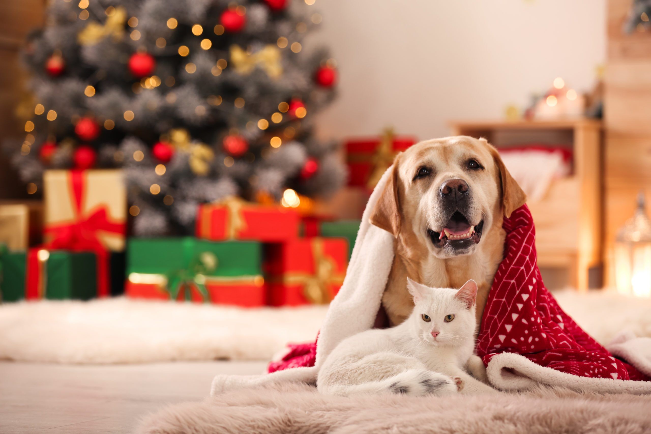 AdorableDogAndCatTogetherUnderBlanketAtRoomDecorated Total Vet holiday pet safety