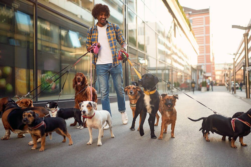 howtobecomeadogwalker Total Vet how to become a dog walker