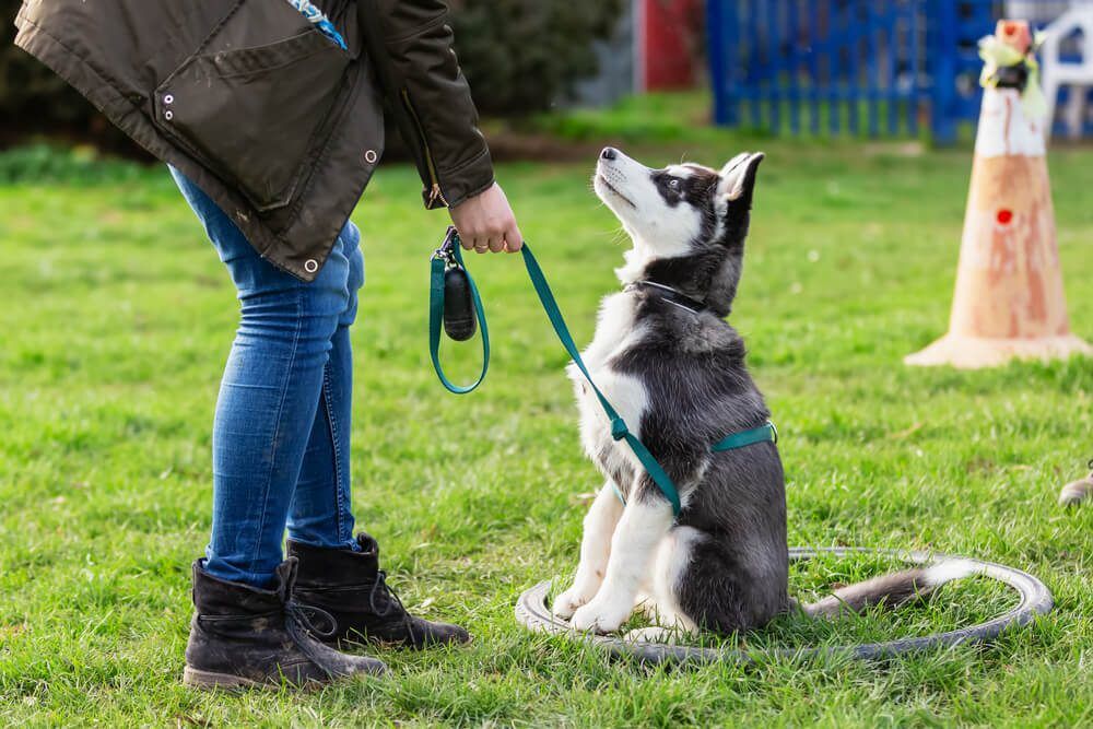 mostobedientdogs Total Vet most obedient dogs