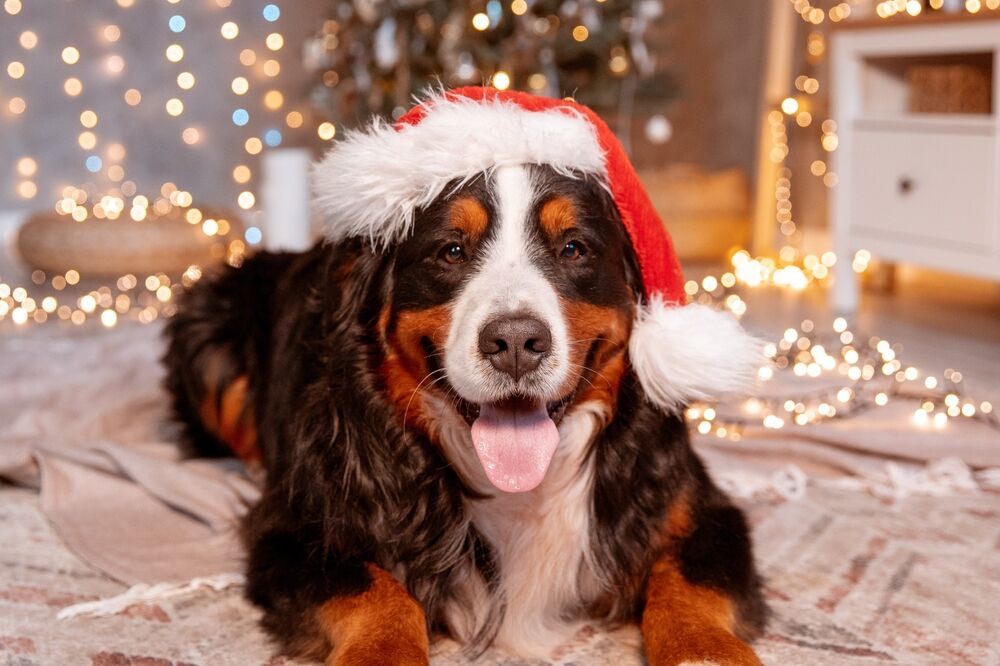 Christmas Survey of Dog Owners Total Vet Christmas Survey of Dog Owners
