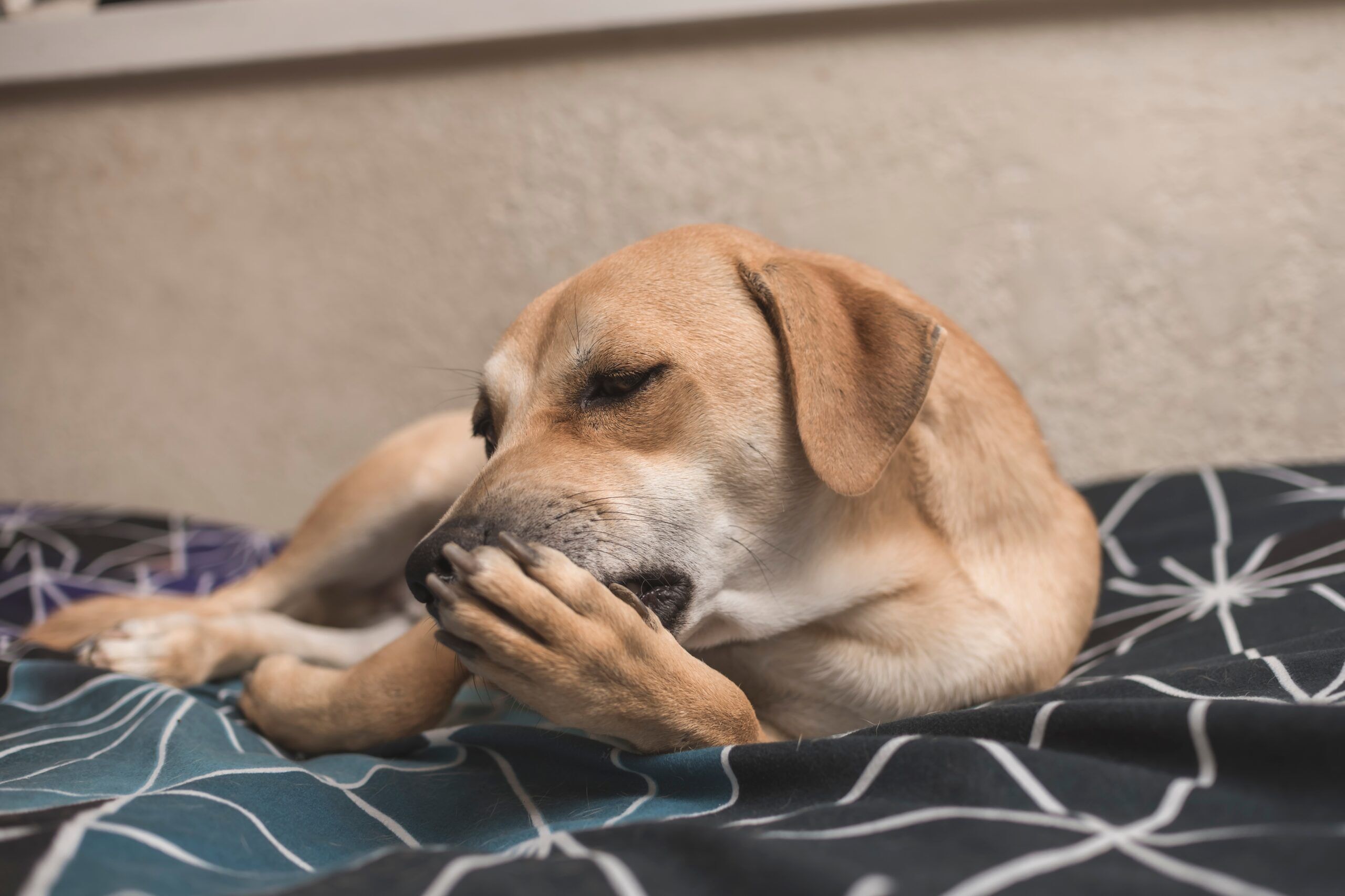 Dog Skin Allergies a dog licking his paw