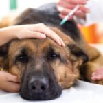 Bone Cancer in Dogs
