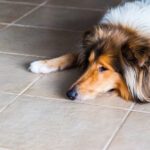 Lymphoma in Dogs
