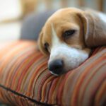 can a dog overdose on cbd oil