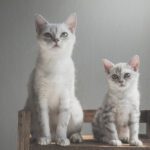 Cat Ancestry DNA Test