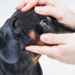 Cataracts in Dogs