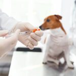 dog dna and age test