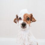 Dog sitting in bathtub with bubbles on head