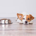 digestive enzymes for dogs