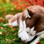 Flea and Tick Treatment for Dogs