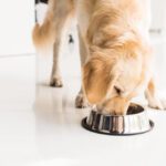 hydrolyzed protein dog food