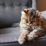 Hyperthyroidism in Cats