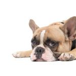 hypothyroidism in dogs