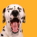 Melatonin for Dogs