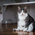 Obese Cat