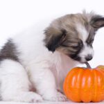 Pumpkin for Dogs