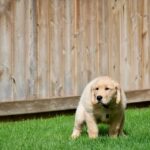 Puppy going potty on grass outside