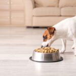 High Fiber Dog Food