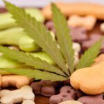 Calming Treats for Dogs