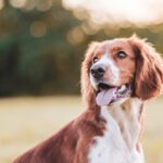 Vitamin B12 for Dogs