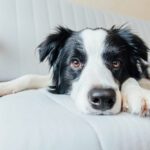 Glucosamine for Dogs