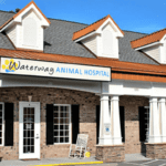 best vets in myrtle beach