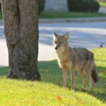 coyote protection for dogs