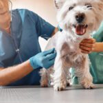 how much do veterinarians make