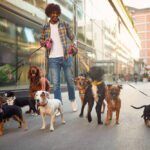 how to become a dog walker