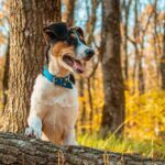 how to get sap out of dog fur