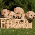 puppies for sale