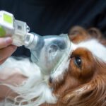 Lung Cancer in Dogs