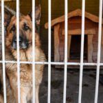 animal shelter statistics