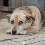 animal abuse statistics