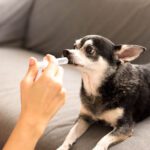 Gabapentin for Dogs