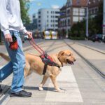 service dog statistics