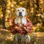 thanksgiving pet safety tips 5 ways to keep your pets safe this thanksgiving
