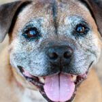 How to Crate Train an Older Dog