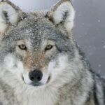 endangered animals in the us