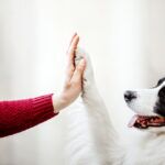 dog giving paw