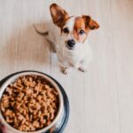 cost of dog food