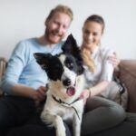 pet friendly apartments