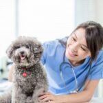 veterinarian salary
