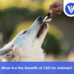 Benefits of CBD to Animals